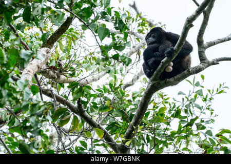 Männliche Golden-mantled Brüllaffe (Alouatta palliata palliata), Costa Rica Stockfoto