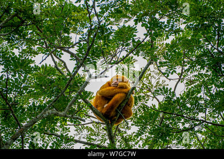 Albino Golden-mantled Brüllaffe (Alouatta palliata palliata), Costa Rica Stockfoto