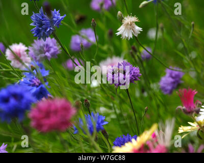 An einem warmen Sommernachmittag, August Pollen beladene Biene sammelt Nektar aus einer kornblume. 04/08/2019 Stockfoto