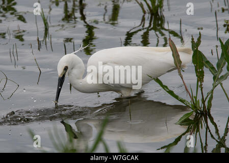 Nahaufnahme von Little Egret, der gerade einen Fisch gefangen hat und Wasser gestört hat Stockfoto