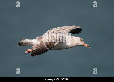 Nahprofilansicht eines wahrscheinlichen Juvenile Great Black Backed Gull im Flug und mit Flügeln, die vor dem blassblauen Hintergrund des Meeres ausgestreckt sind Stockfoto