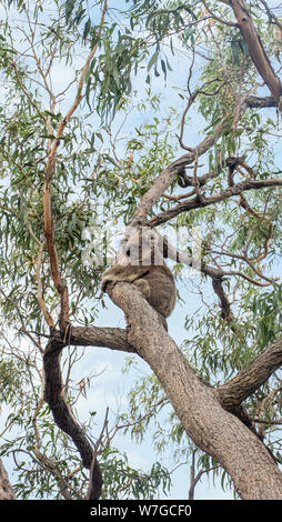 Koala hängt am Baum auf Raymond Island Stockfoto