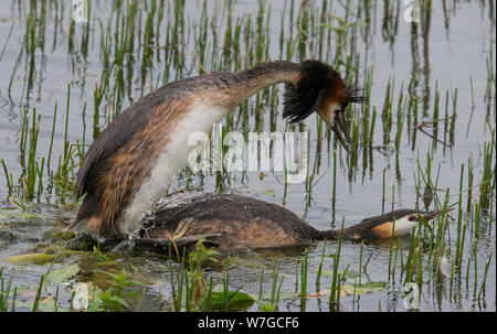 Nahansicht der Great Crested Grebes Paarung und in der Nähe ihres Nestgeländes Stockfoto