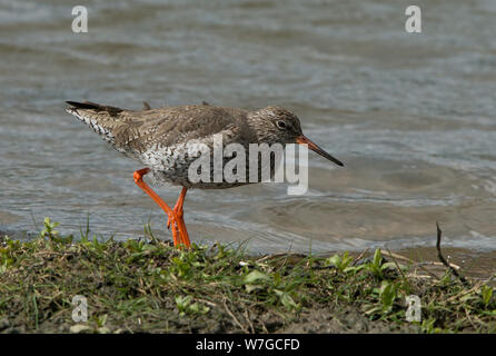 Redshank im Profil an der Waters Edge mit allen Merkmalen deutlich zu sehen Stockfoto