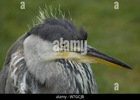 Nahaufnahme und Blick auf den Kopf eines jungen grauen Herons Stockfoto