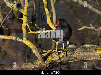 Nahansicht von Moorhen auf Flechten bedeckten Ästen am Wasserrand mit Sonneneinstrahlung, die sowohl das Gefieders als auch die Merkmale hervorhebt Stockfoto