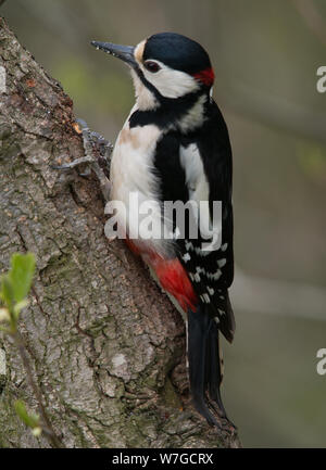 Nahansicht von Male Great Spotted Woodpecker auf Baumstamm auf der Suche nach Nahrung Stockfoto