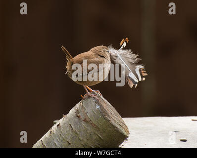 Wren mit großer Feder für Nestbau, der fest im Schnabel gefaßt ist und im Profil zu sehen ist Stockfoto