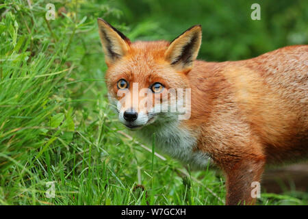 Die Red Fox (Vulpes vulpes): Ist eine Ikone der britischen Wildnis. Mit seiner markanten roten Fell und dem buschigen Schwanz es einfach wunderschön anzusehen ist. Stockfoto