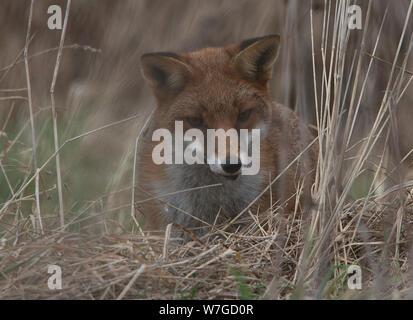 Fox Out Jagd in Nahaufnahme seines Kopfes mit erhobenen Ohren und Augen auf Beute im Unterwuchs Stockfoto