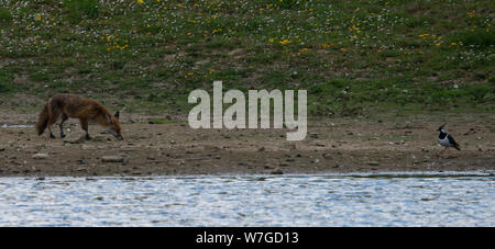 Fox stachelt oder folgt dem Duft möglicher Beute mit ausgewachsenem Lapwing auf eine Seite Stockfoto