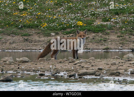 Fuchs-Out auf Jagdexpedition in der Nähe des Wasserrandes eines großen Teiches und Blick direkt auf den Betrachter Stockfoto