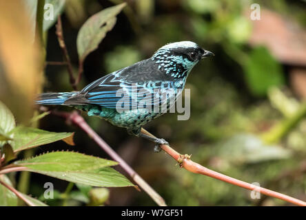 Nahaufnahme des Silberfleckentangare hocken auf den grünen Zweig, North Western Ecuador. wissenschaftliche Name ist Tangara Nigroviridis. Stockfoto