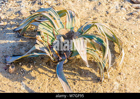 Kleine Jungen Welwitschia Pflanzen, die nur in den trockenen Wüsten von Namibia und Angola gefunden. Stockfoto