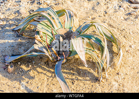 Kleine Jungen Welwitschia Pflanzen, die nur in den trockenen Wüsten von Namibia und Angola gefunden. Stockfoto