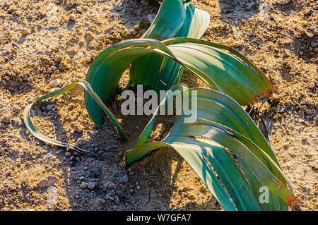 Kleine Jungen Welwitschia Pflanzen, die nur in den trockenen Wüsten von Namibia und Angola gefunden. Stockfoto