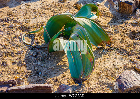 Kleine Jungen Welwitschia Pflanzen, die nur in den trockenen Wüsten von Namibia und Angola gefunden. Stockfoto