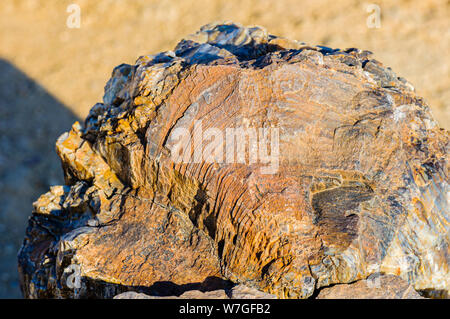 Versteinerten Baumstamm, mit den Ringen noch deutlich sichtbar, in der Versteinerte Wald, Twyfelfontein, Namibia Stockfoto