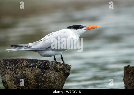 Portrait von Royal Tern (Thalasseus maximus) thront auf Peer, Bocas del Toro, Panama. Stockfoto