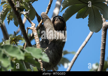 Nahaufnahme des Drei-toed Sloth in Cecropia Baum, Panama City. Wissenschaftliche Name dieses Tier ist Bradypus varigatus. In Lateinamerika gefunden. Stockfoto