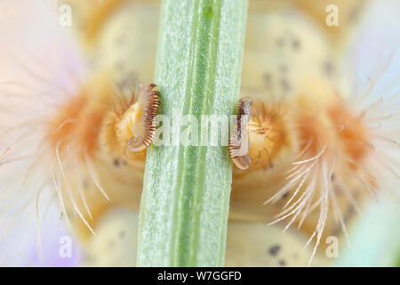 Makro Foto des Caterpillar griffige Füße greifen auf ein Kleeblatt Stammzellen Stockfoto