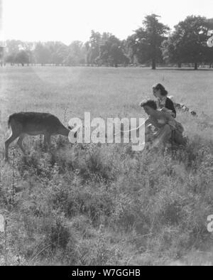 1950, historische, zwei Frauen, Mutter und Tochter immer in der Nähe eines Rehe grasen in Bushy Park, ein Wildpark und den großen Bereich der Park in der Nähe von Hampton Court, Surrey, England, UK. Eine königliche Park, 1529, KIng Henry V111, ein begeisterter Jäger die Bereiche um den Hampton Court Palace wie Rotwild - jagdreviere etabliert. Stockfoto