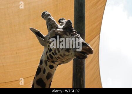 Giraffe unter einem Schatten Segel Stockfoto