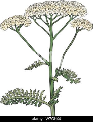 Schafgarbe schafgarbe Blume Heilpflanze. Achillea millefolium Stock Vektor