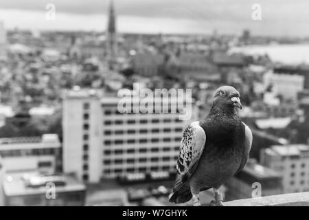 Antwerpen City Skyline, Ansicht vom Mas Turm Stockfoto