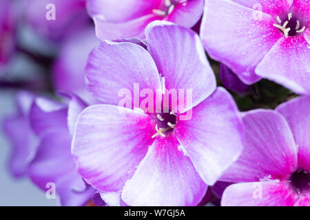 Makroaufnahme von Lila und Rosa Phlox Blumen Stockfoto