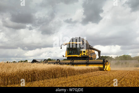 Moderne Maschinen Ernten ein Feld von Hafer auf einem hellen sonnigen Morgen im Sommer in ländlichen Beverley, Yorkshire, UK. Stockfoto