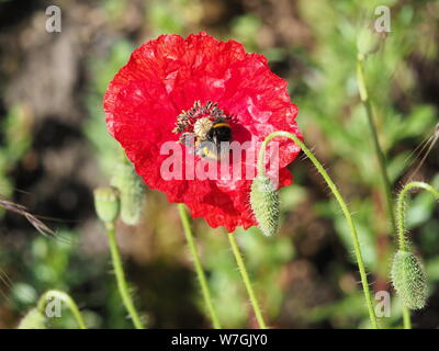 Hummel auf Roter Mohn Stockfoto