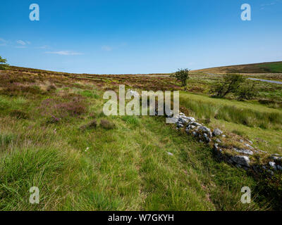 Schöne Granit Steinmauer in Flechten und Heidekraut bedeckt auf dem Moor Dartmoor Stockfoto