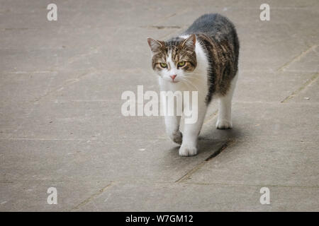 Larry der Downing Street Cat, Chief Mouser bis Nr. 10, Spaziergänge im Street, London, UK Stockfoto