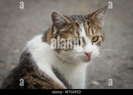 Larry der Downing Street Cat, Chief Mouser bis Nr. 10, Spaziergänge im Street, London, UK Stockfoto