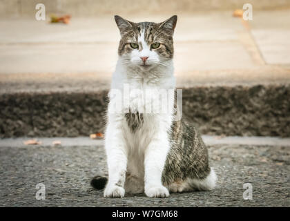 Larry der Downing Street Cat, niedliche Katzen Chief Mouser des Cabinet Office, sitzt in der Nähe der Downing Street, London, UK, starrt auf die Kamera Stockfoto