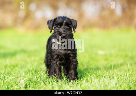 Portrait Bild von einem Standard schnauzer Welpen, der sitzt auf der Wiese Stockfoto