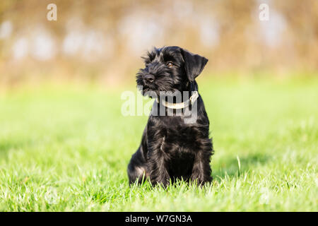 Portrait Bild von einem Standard schnauzer Welpen, der sitzt auf der Wiese Stockfoto