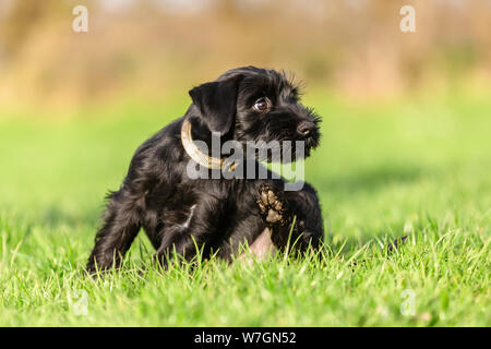 Standard schnauzer Welpen setzt sich auf die Wiese und Kratzer selbst hinter dem Ohr Stockfoto