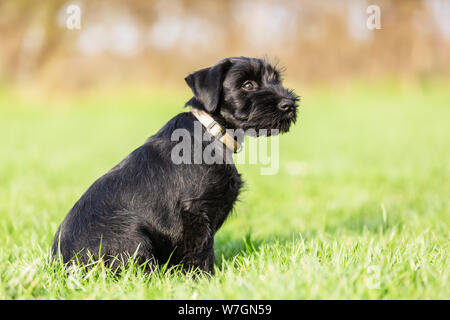 Portrait Bild von einem Standard schnauzer Welpen, der sitzt auf der Wiese Stockfoto