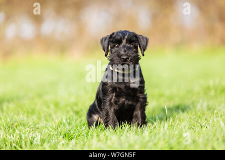 Portrait Bild von einem Standard schnauzer Welpen, der sitzt auf der Wiese Stockfoto