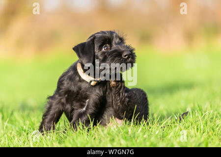 Standard schnauzer Welpen setzt sich auf die Wiese und Kratzer selbst hinter dem Ohr Stockfoto