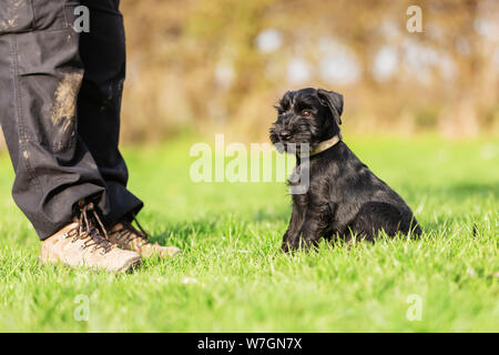 Standard schnauzer Welpen sitzt neben einer Person auf der Wiese Stockfoto