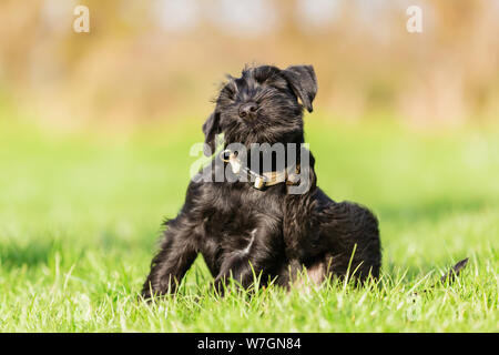 Standard schnauzer Welpen setzt sich auf die Wiese und Kratzer selbst hinter dem Ohr Stockfoto