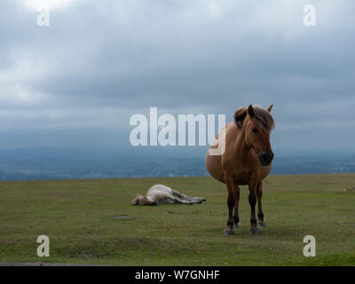 Dartmoor Ponys und Fohlen auf dem Moor Devon Stockfoto