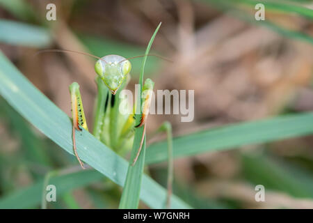 Der Blick auf die grüne Frau mantis religiosa Gottesanbeterin bei Camera suchen, greeen Gras Hintergrund. Stockfoto