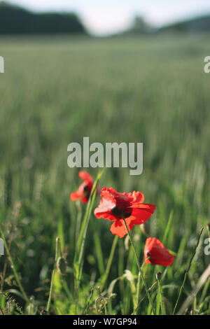 Weizenfelder mit Mohn in Deutschland Stockfoto