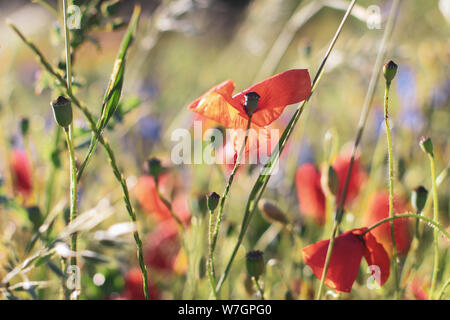 Wildblumen Flieder Mohnblumen, Weizenfelder Stockfoto
