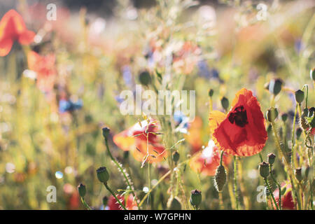 Wildblumen Flieder Mohnblumen, Weizenfelder Stockfoto