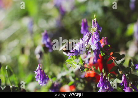 Wildblumen Flieder Mohnblumen, Weizenfelder Stockfoto